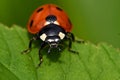 Seven-spotted Ladybug, Coccinella septempunctata