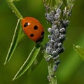 Seven-spotted Ladybug, Coccinella septempunctata