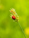 Seven-spotted ladybug on a culm on a soft green background