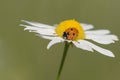 Seven-spotted ladybug on a flower