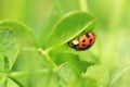 Seven-spotted ladybug Royalty Free Stock Photo