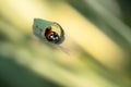 Seven Spotted Ladybug Taking Refuge In Curled Leaf