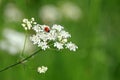 Seven Spotted Ladybug on White Flowers