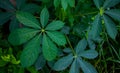 Seven Star Green Leaves on the roadside. The combination of the seven leaves creates a mystery