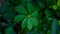 Seven Star Green Leaves on the roadside. The combination of the seven leaves creates a mystery