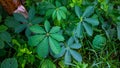 Seven Star Green Leaves on the roadside. The combination of the seven leaves creates a mystery