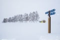 Seven Stars Tree in WInter at Biei Patchwork Road, Hokkaido, Japan