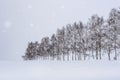 Seven Stars Tree in WInter with Snow fall at Biei Patchwork Road, Hokkaido, Japan