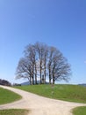 Seven trees on top of a hill with a statue behind a crossroad