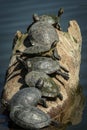 Seven turtles in a row on a log Royalty Free Stock Photo