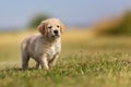 Seven week old golden retriever puppy