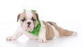 Seven week old puppy Royalty Free Stock Photo