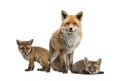 Seven weeks old fox cubs and they mother together, isolated on white Royalty Free Stock Photo