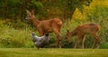 Seven weeks young wild Roe deer, Capreolus capreolus