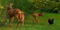 Seven weeks young wild Roe deer, Capreolus capreolus