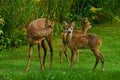 Seven weeks young wild Roe deer, Capreolus capreolus