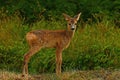 Seven weeks young wild Roe deer, Capreolus capreolus