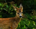 Seven weeks young wild Roe deer, Capreolus capreolus