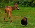 Seven weeks young wild Roe deer, Capreolus capreolus