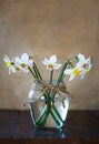 Seven white daffodils in the glass glass jar