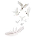 Seven white doves flying from large light feather Royalty Free Stock Photo