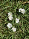 Seven White Flowers