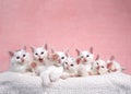 Seven white kittens in bed, one reaching out to viewer