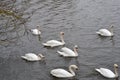 Seven white swans