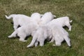 Seven White Swiss Shepherd`s puppys