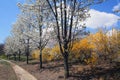 Seven white trees with green leafs with branches