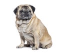 Seven Years old Pug dog graying sitting, isolated on white Royalty Free Stock Photo