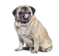 Seven Years old Pug dog sitting and licking itself, isolated on white Royalty Free Stock Photo