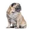 Seven Years old Pug dog sitting and looking away on its left, perfect profile head, isolated on white Royalty Free Stock Photo