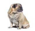 Seven Years old Pug dog sitting and looking away on its left, perfect profile head, isolated on white Royalty Free Stock Photo