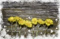 Seven yellow first flowers Tussilago mother stepmother early spring melting snow top view wooden background