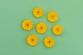 Seven yellow gerbera flowers lying on green background