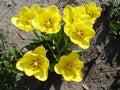 Seven yellow tulip flowers