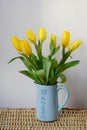 Seven yellow tulips