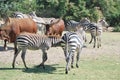 Seven zebras and two buffalos are going over the green drass with green trees in the wild Africa safari Royalty Free Stock Photo