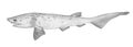 Sevengill shark. Hand drawn black pencil realistic illustration.