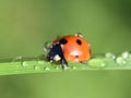 Ladybird coccinella septempunctata on wet straw