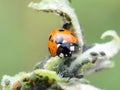 Sevenspotted red and black ladybird eating aphids