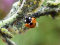 Sevenspotted red and black ladybird eating aphids