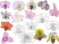 Seventeen orchid blooms collection isolated on white