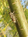 A seventeen year cicada bacground