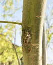 A seventeen year cicada bacground