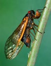 Seventeen-year Cicada Injecting Its Eggs Royalty Free Stock Photo