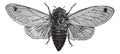 Seventeen-Year Cicada or Magicicada cassini or Magicicada septendecim or Magicicada septendecula. vintage engraving