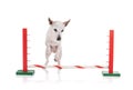 Seventeen year old Jack Russel dog jumping agility Royalty Free Stock Photo