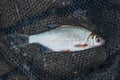 Several ablet or bleak fish, roach and bream fish on the natural Royalty Free Stock Photo